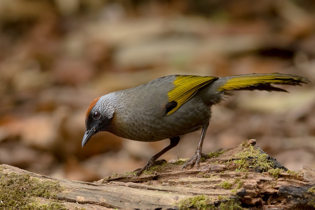 Silver-eared Laughingthrush - Trochalopteron melanostigma - Birds of ...