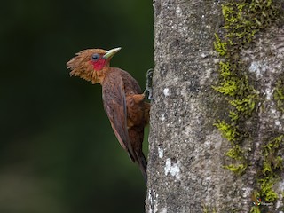  - Chestnut-colored Woodpecker
