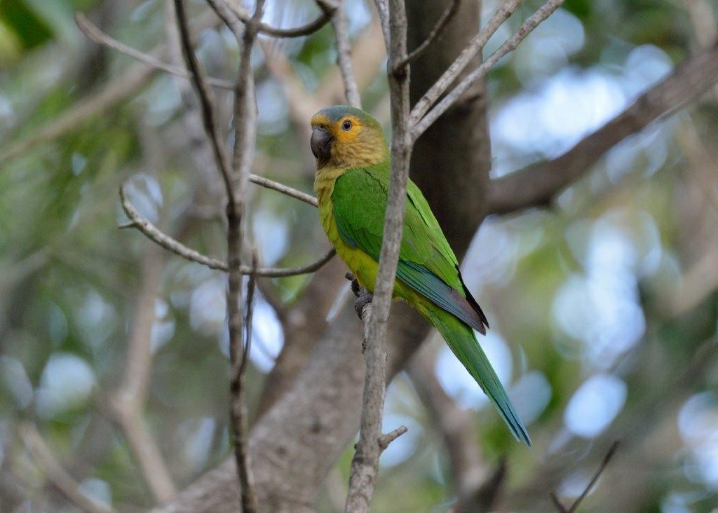 Brown-throated Parakeet - ML412923671