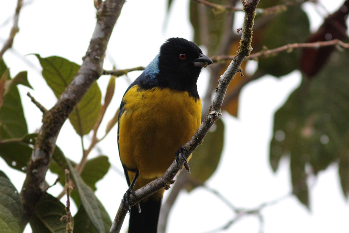 Hooded Mountain Tanager - ML412934631