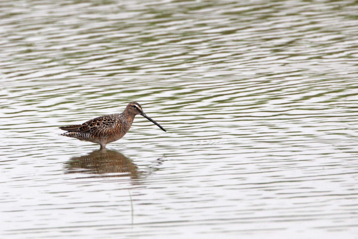 Long-billed Dowitcher - ML412937831