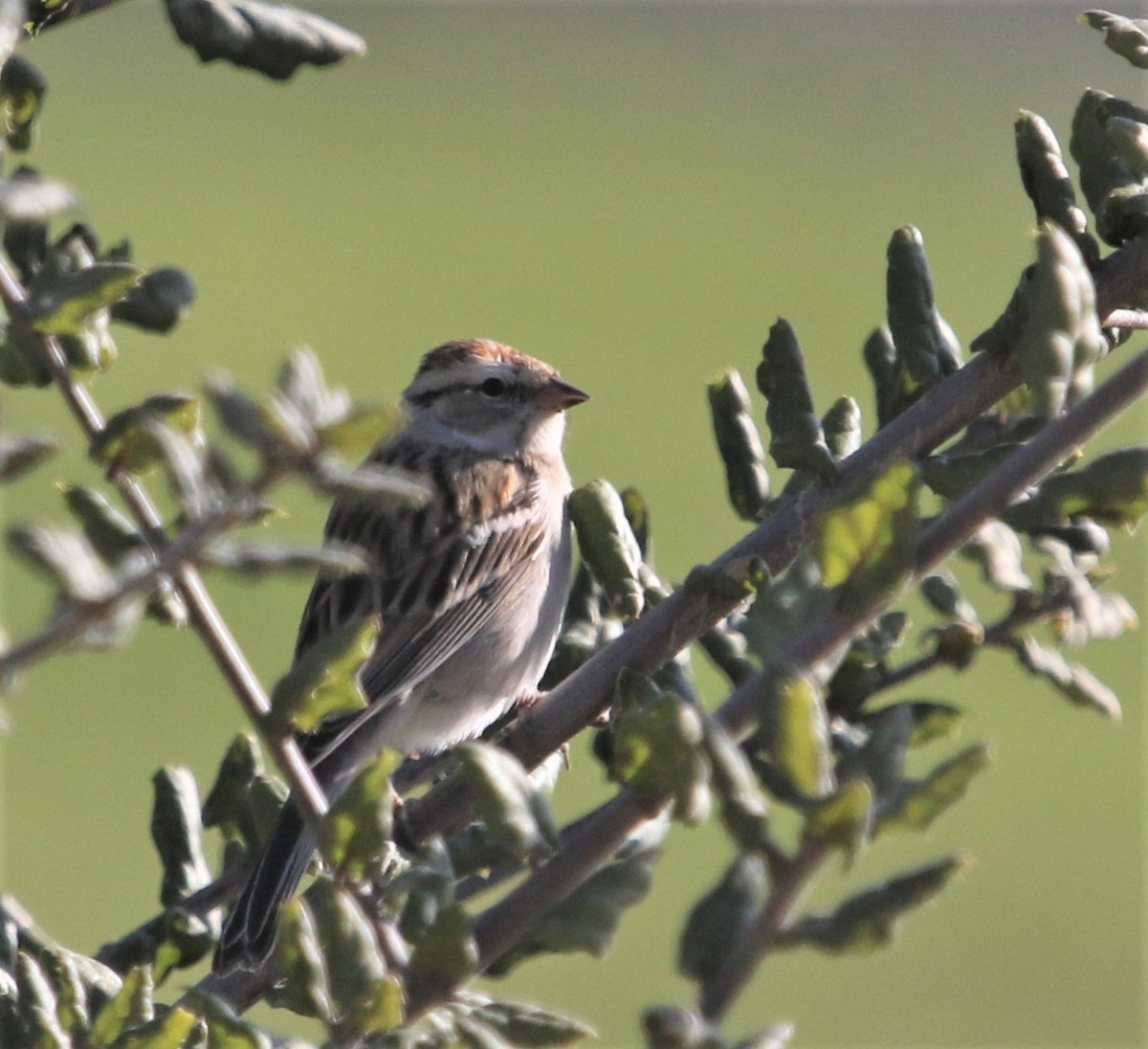 Chipping Sparrow - ML412945151