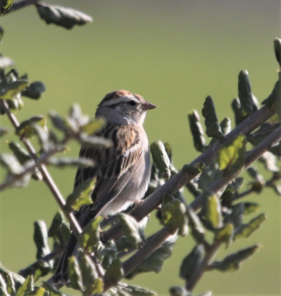 Chipping Sparrow - ML412945241