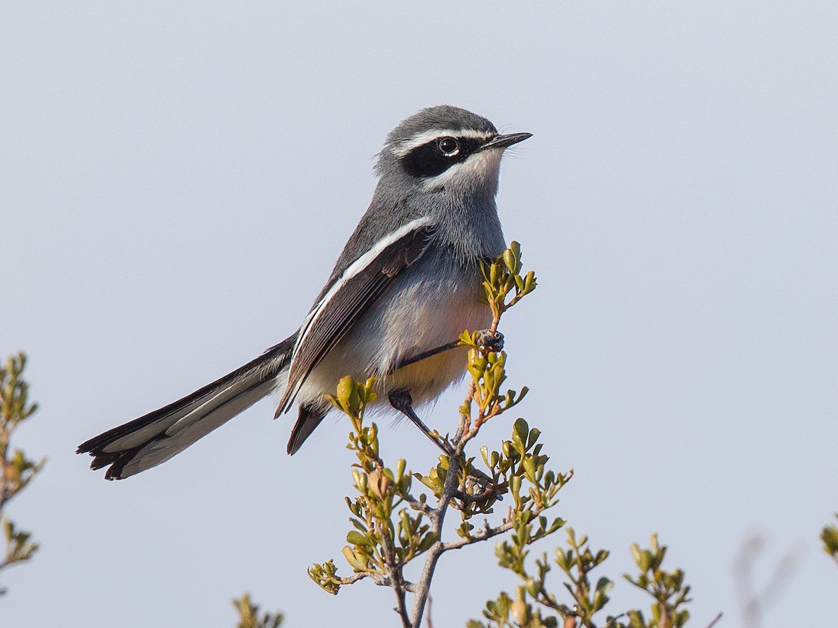 Fairy Flycatcher - Stenostira scita - Birds of the World