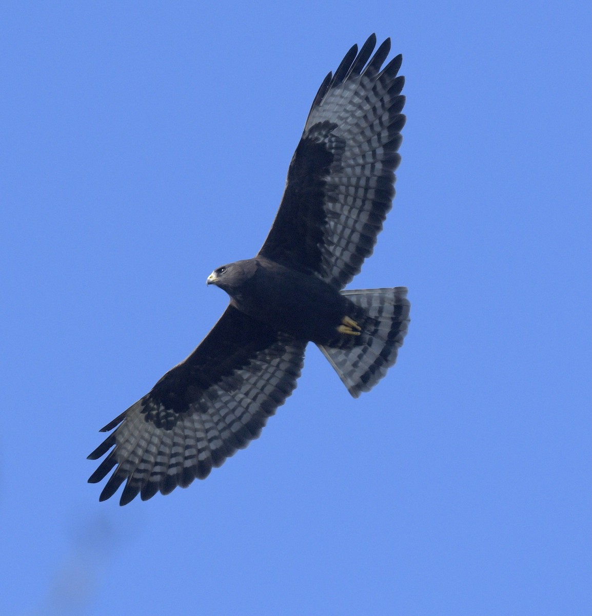Short-tailed Hawk - Linda Ankerstjerne Olsen