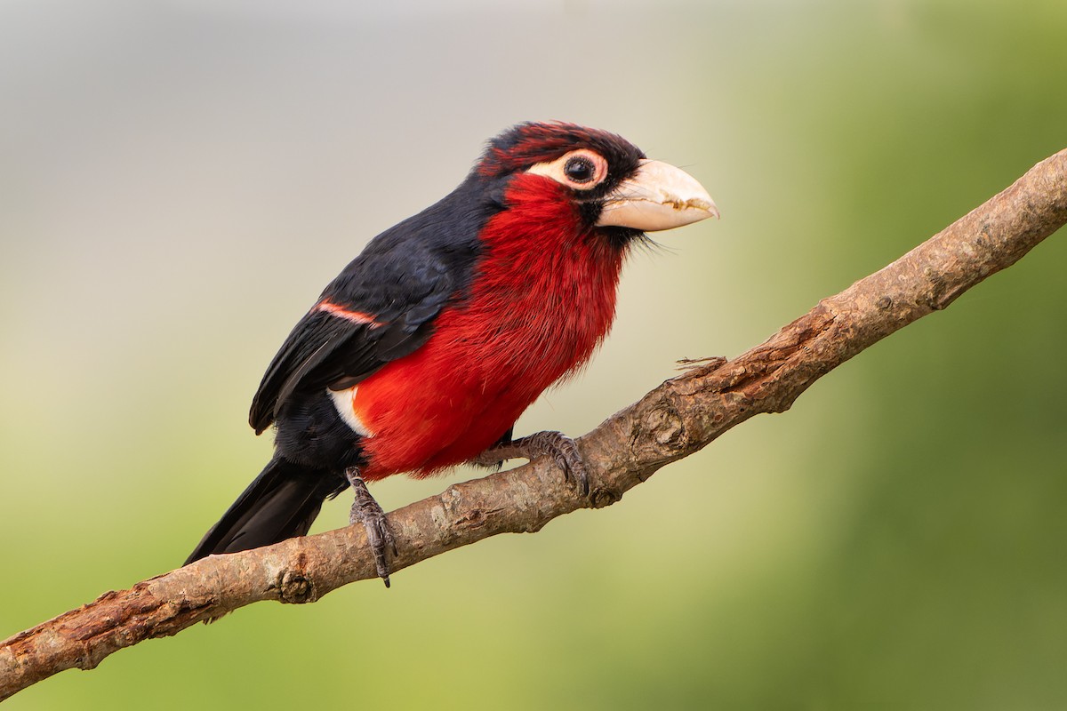 Double-toothed Barbet - ML412956291
