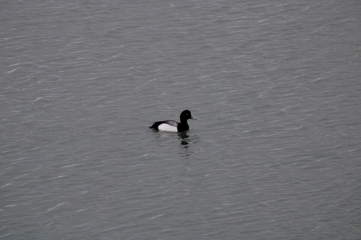 Greater Scaup - ML412957631