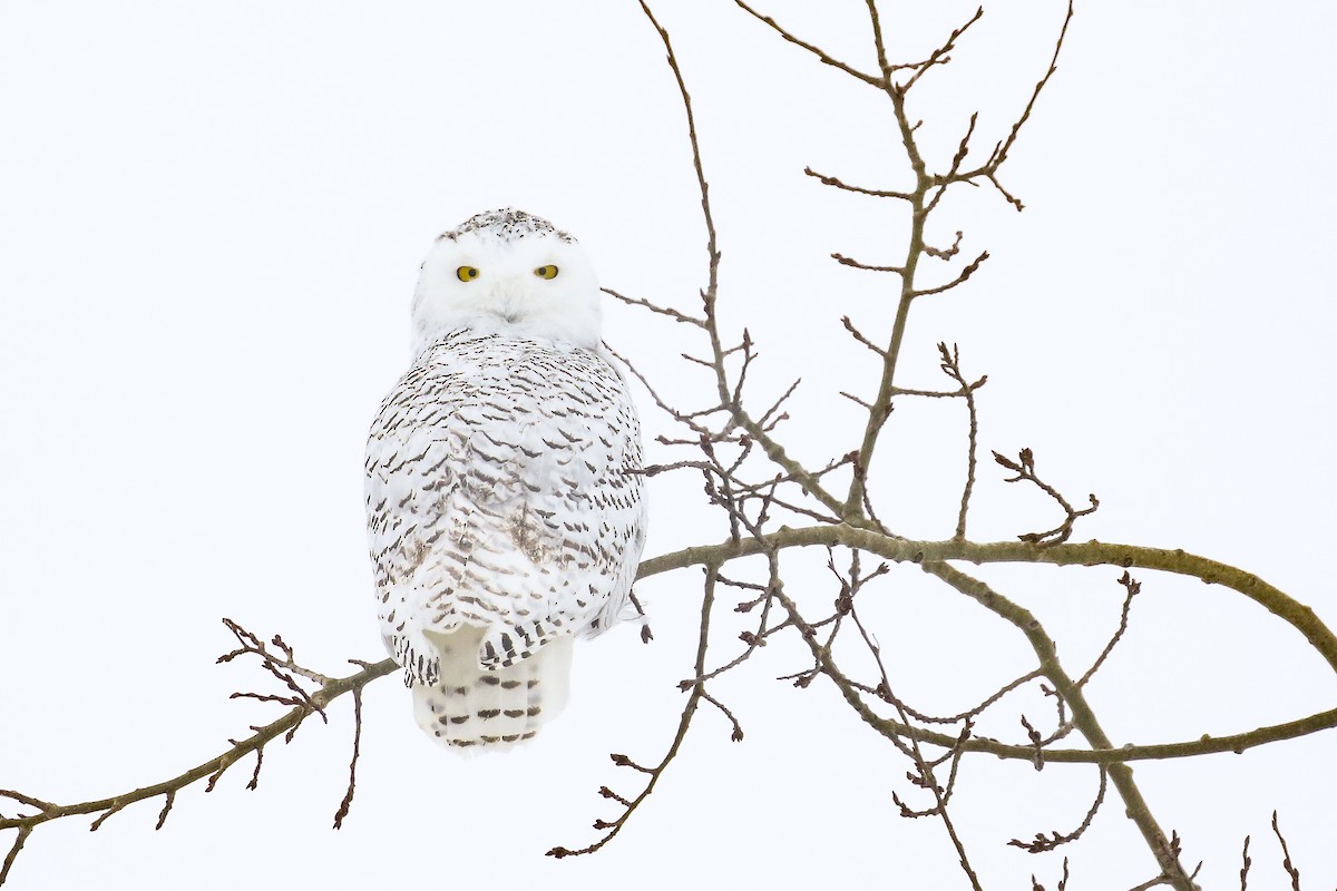 Snowy Owl - ML412957941