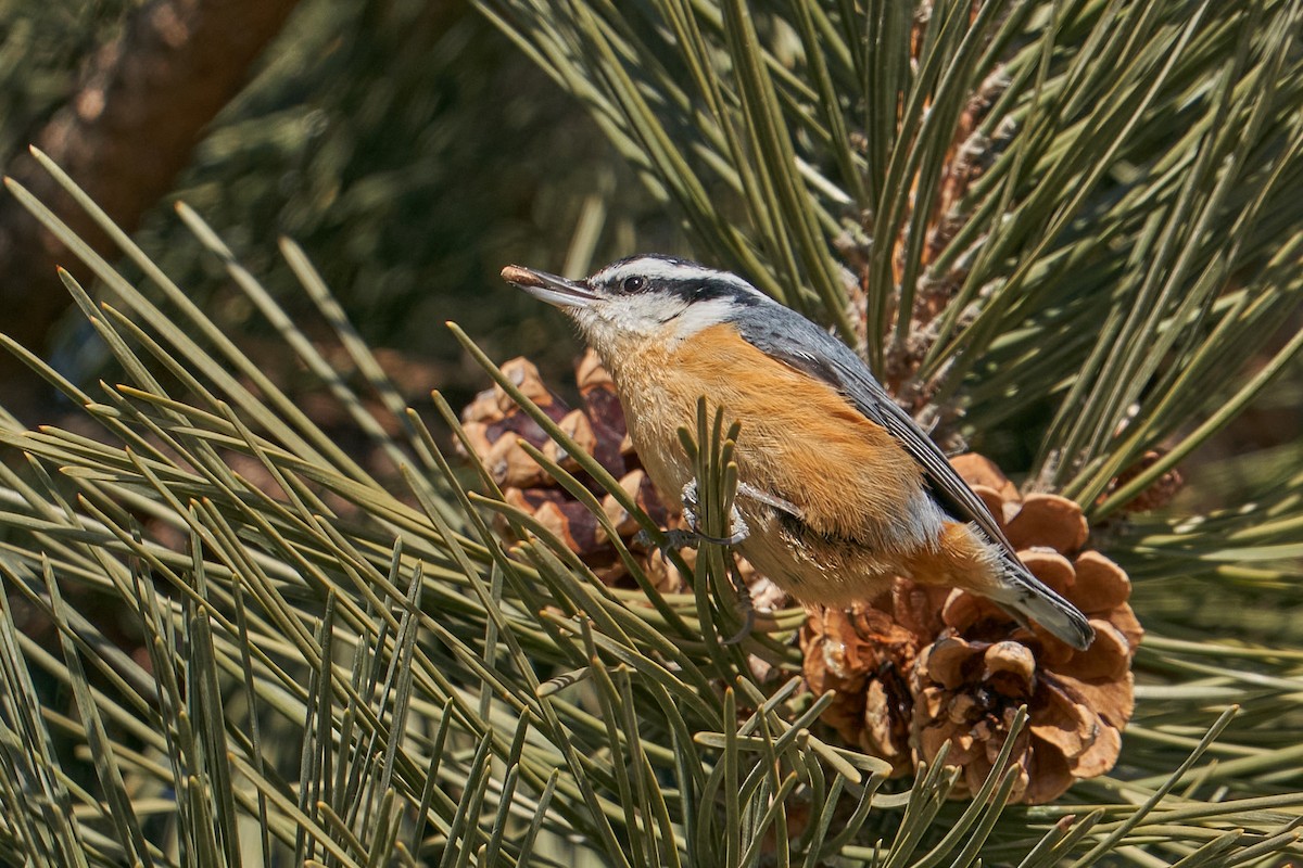 Red-breasted Nuthatch - ML412960441