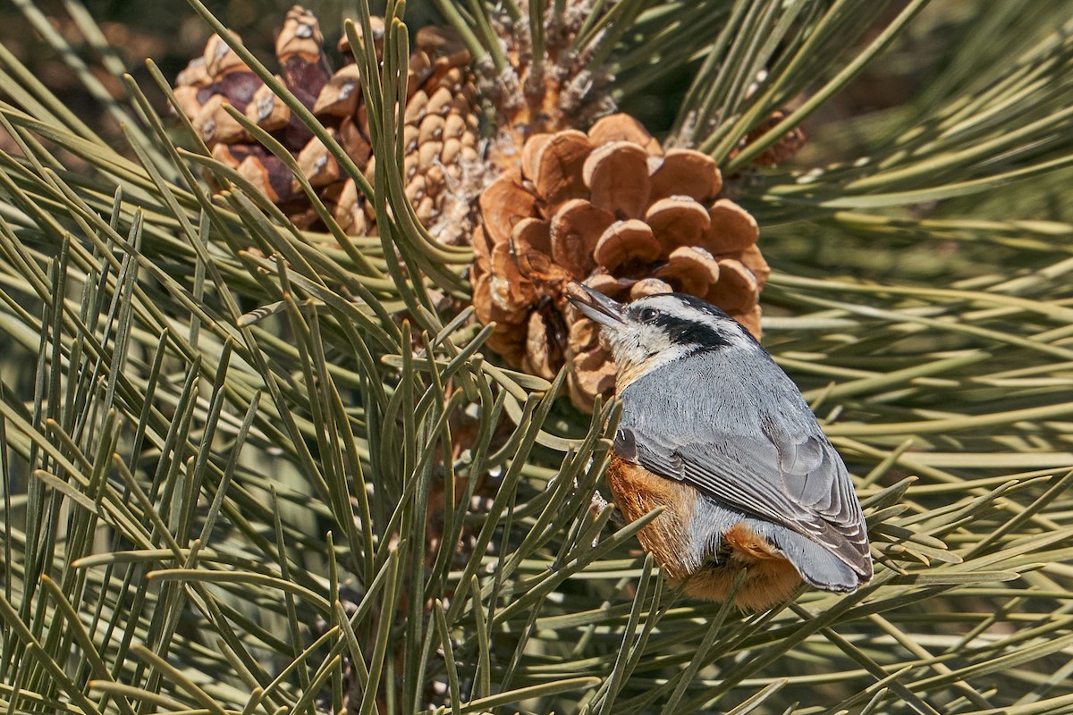Red-breasted Nuthatch - ML412960451