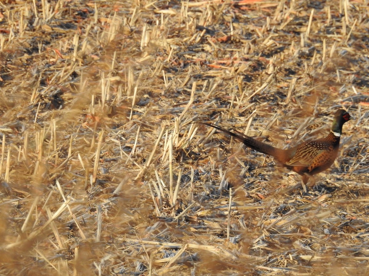 Ring-necked Pheasant - ML41296691