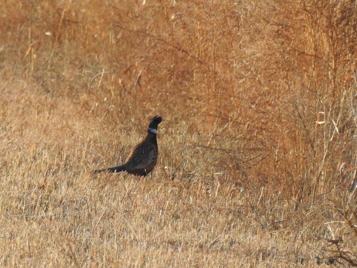 Ring-necked Pheasant - ML41296701