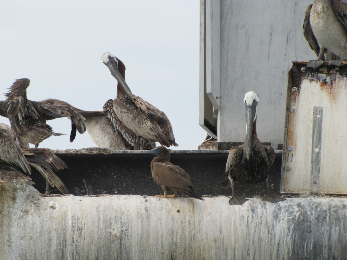 Brown Booby - ML41296821