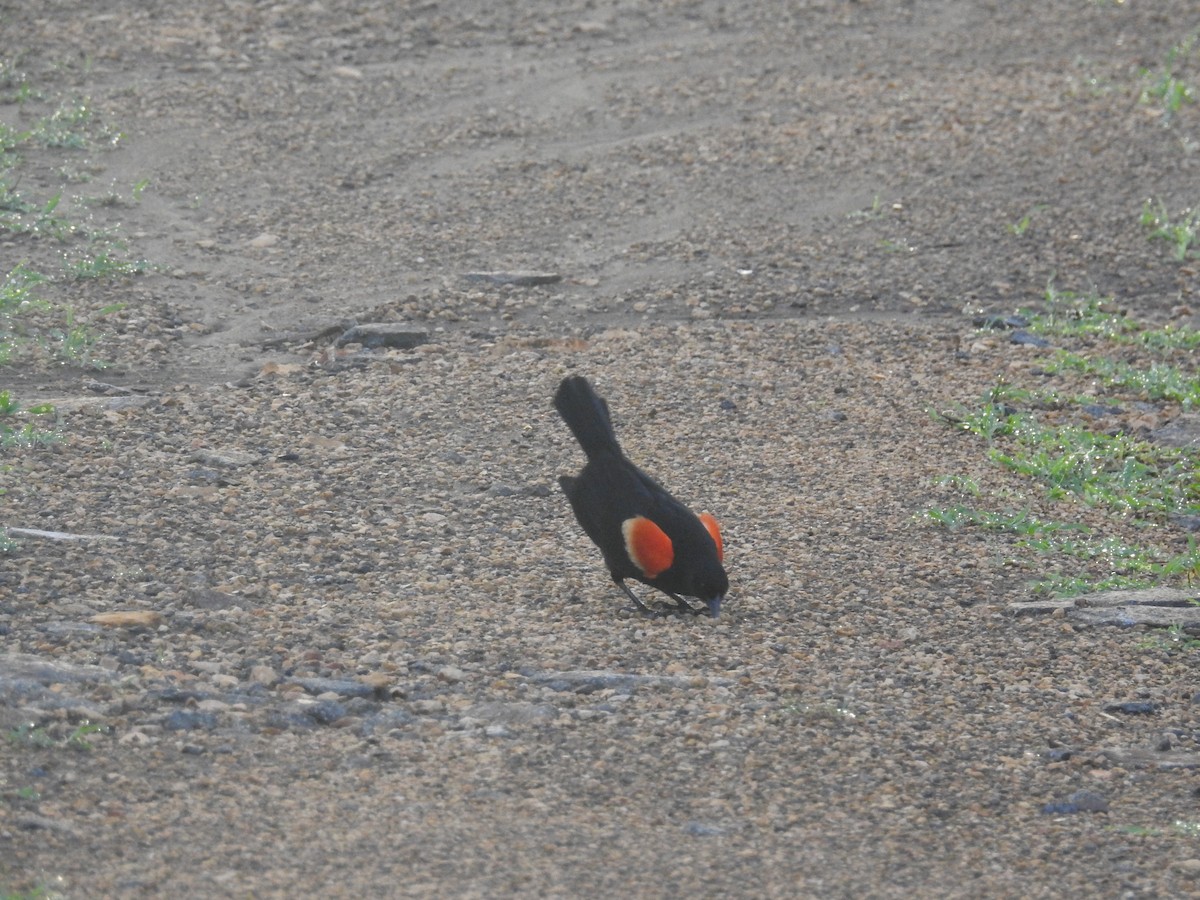 Red-winged Blackbird - ML412969781