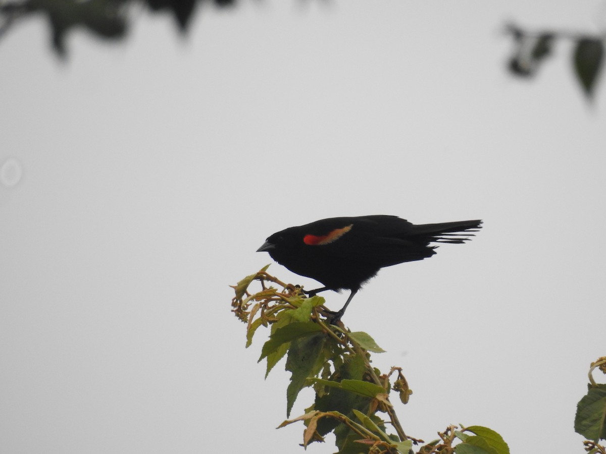Red-winged Blackbird - ML412969851