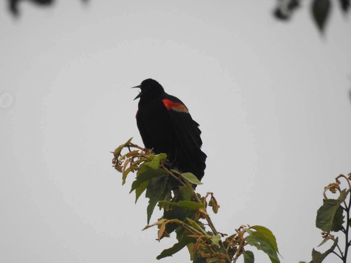 Red-winged Blackbird - ML412969871