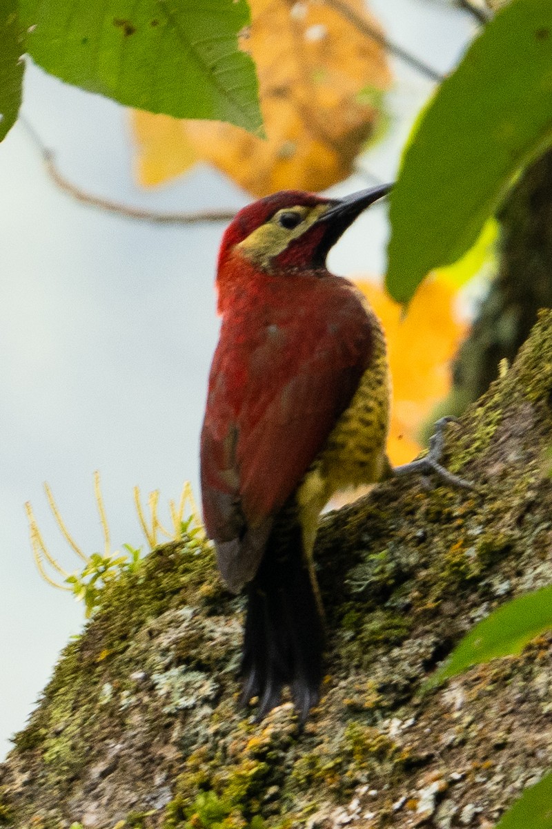 Crimson-mantled Woodpecker - Richard Edden