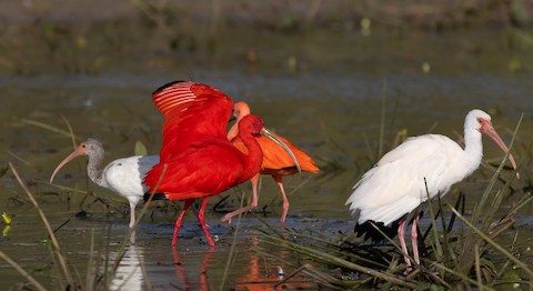 Scarlet Ibis - eBird