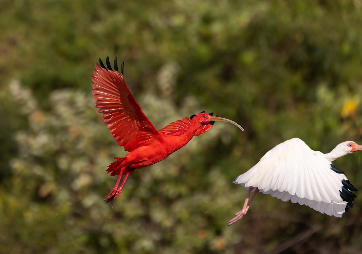 Scarlet Ibis - Jay McGowan