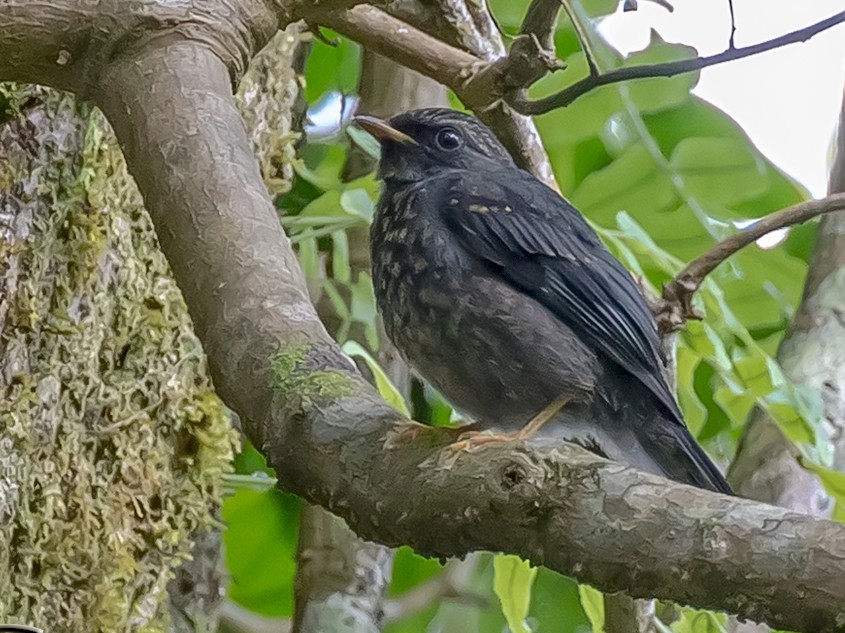 Black-faced Solitaire - Frank Salmon