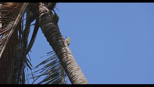 Spot-breasted Woodpecker - ML412988091