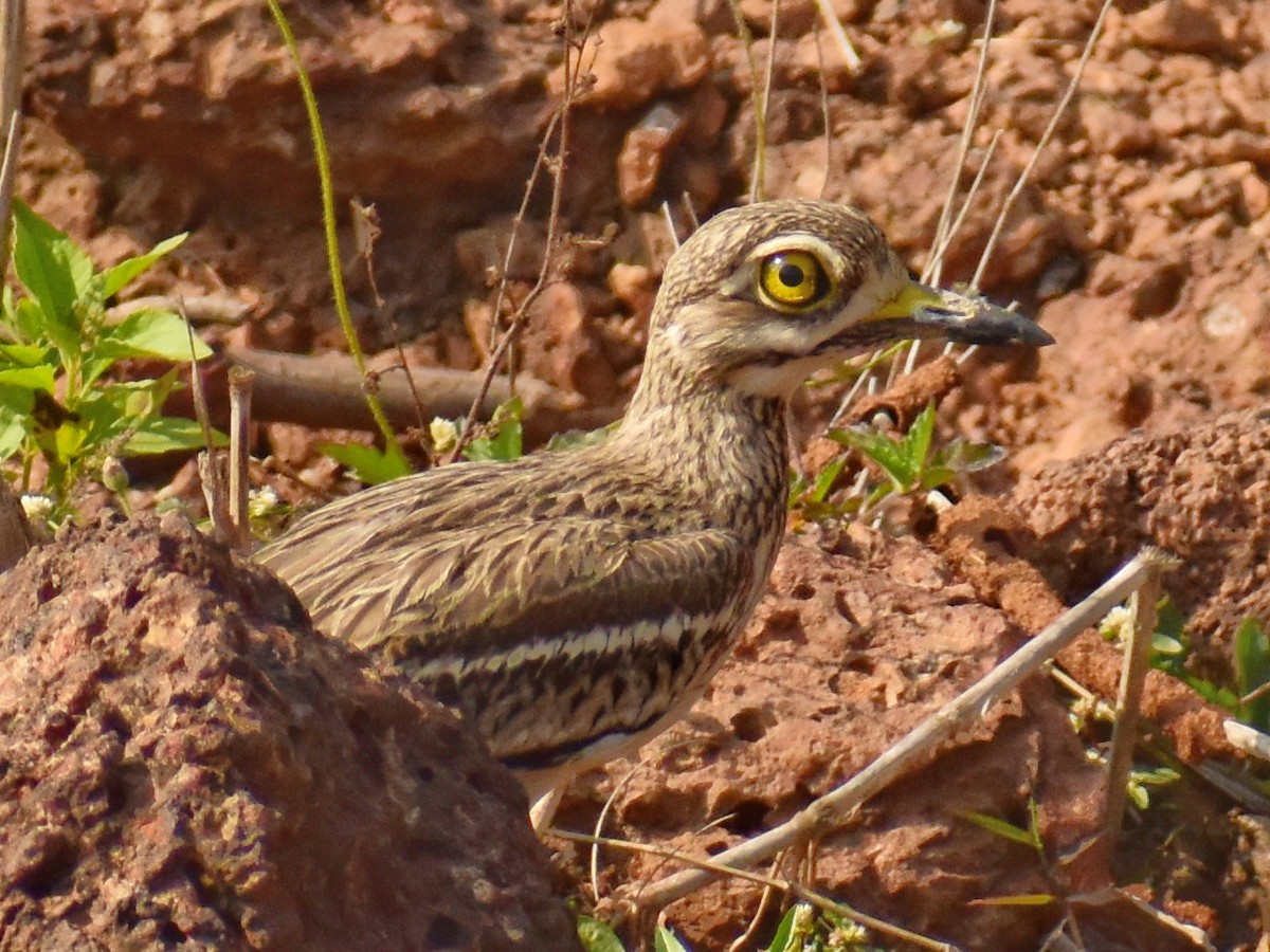 Indian Thick-knee - ML412989241