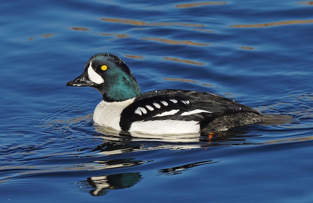 Barrow's Goldeneye - eBird