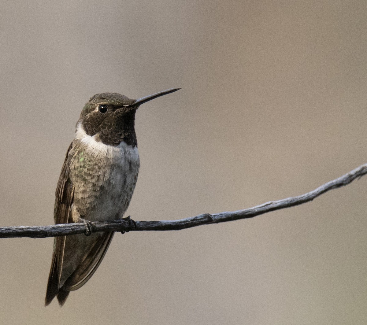 Black-chinned Hummingbird - ML412994331