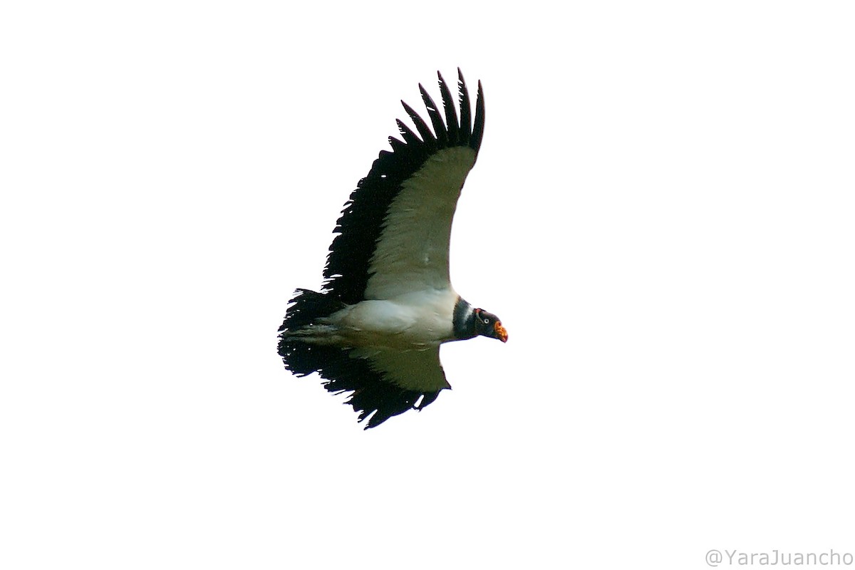 King Vulture - Juan Escudero