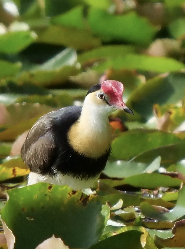 Ebird Australia Checklist Feb Dennis Lake Daisy Hill Species