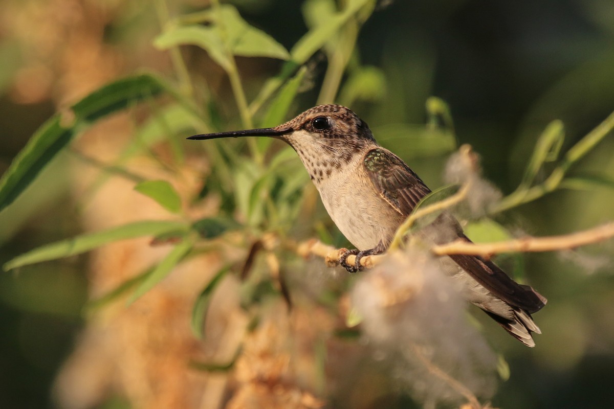 Black-chinned Hummingbird - Evan Buck