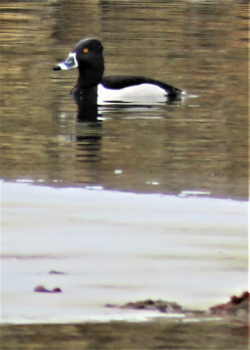 Ring-necked Duck - Patrick O'Driscoll