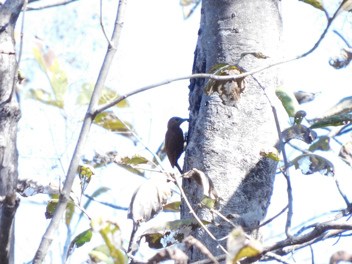 Rufous Woodpecker - ashwin mohan