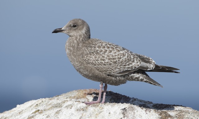 Iceland Gull (Thayer's) Juvenile Iceland Gull (subspecies <em class="SciName">thayeri</em>).