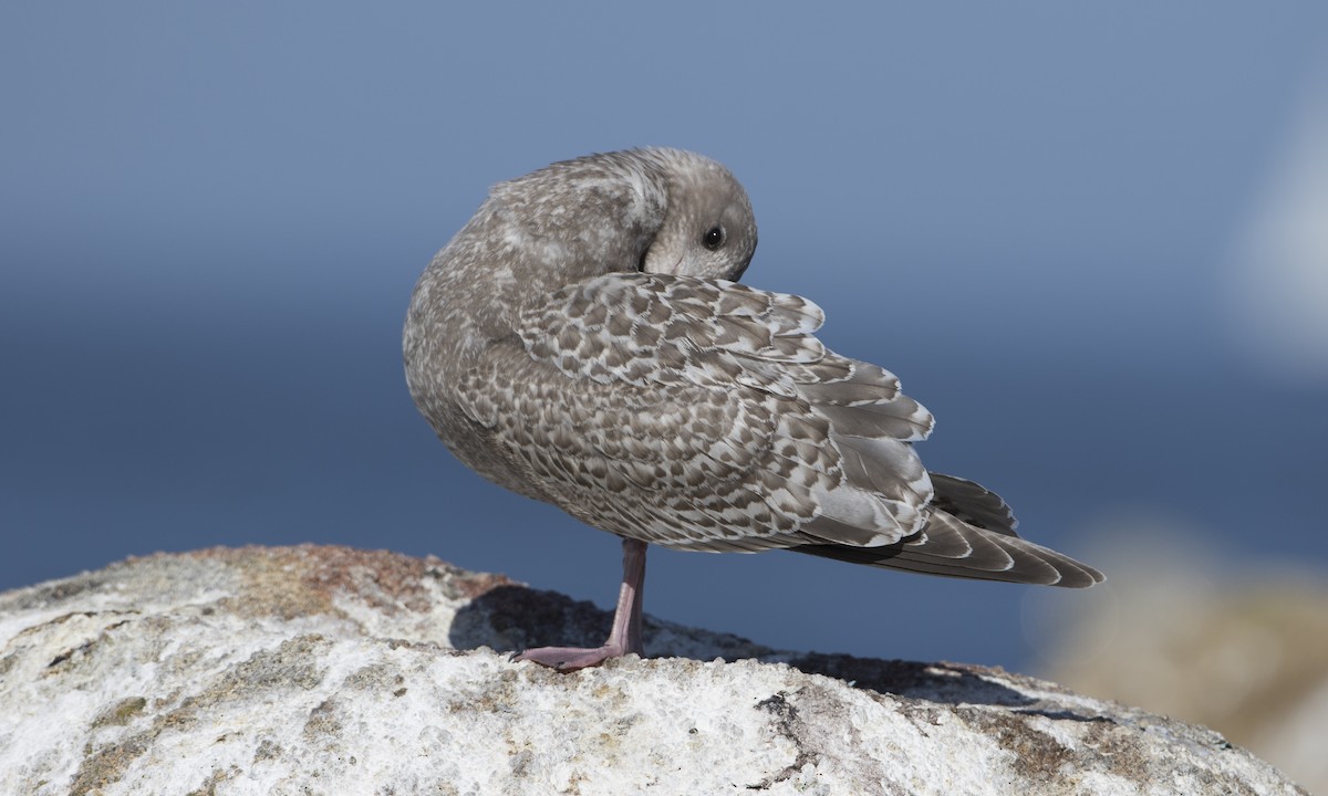 Iceland Gull (Thayer's) - ML41300421