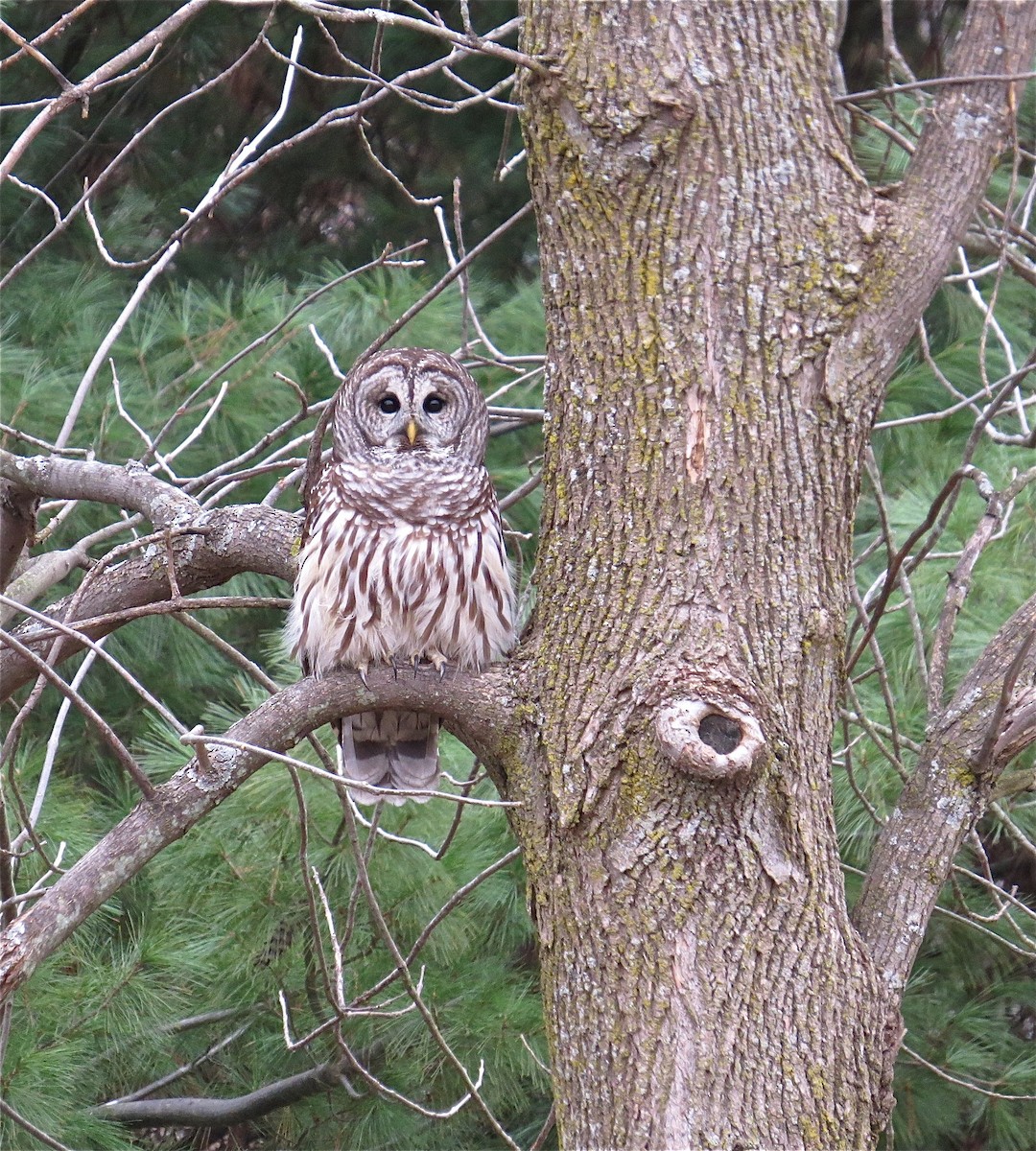 Barred Owl - ML41300441