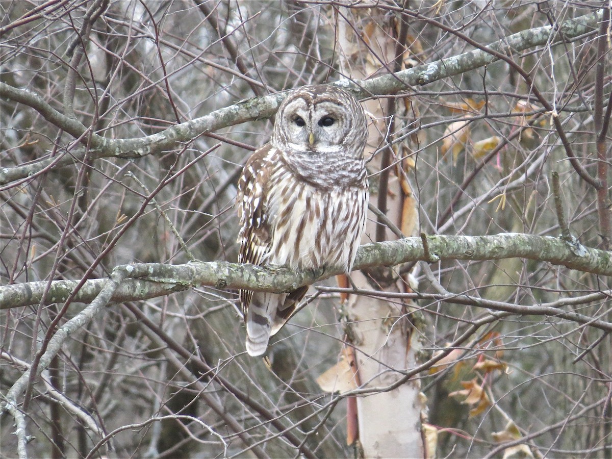 Barred Owl - ML41300451