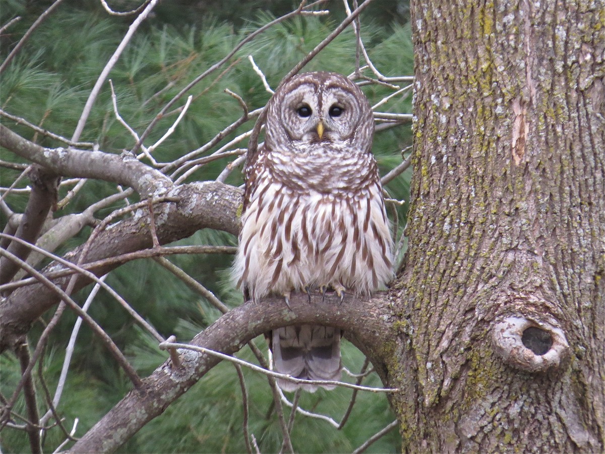 Barred Owl - ML41300461