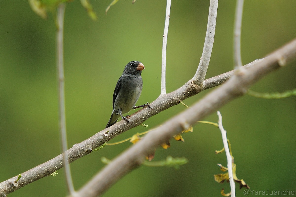 Gray Seedeater - ML413006031