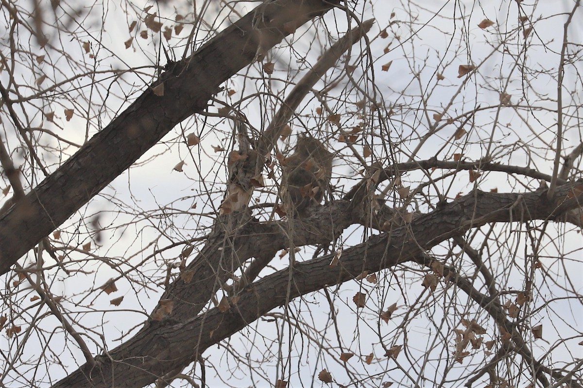 Great Horned Owl - ML413007271