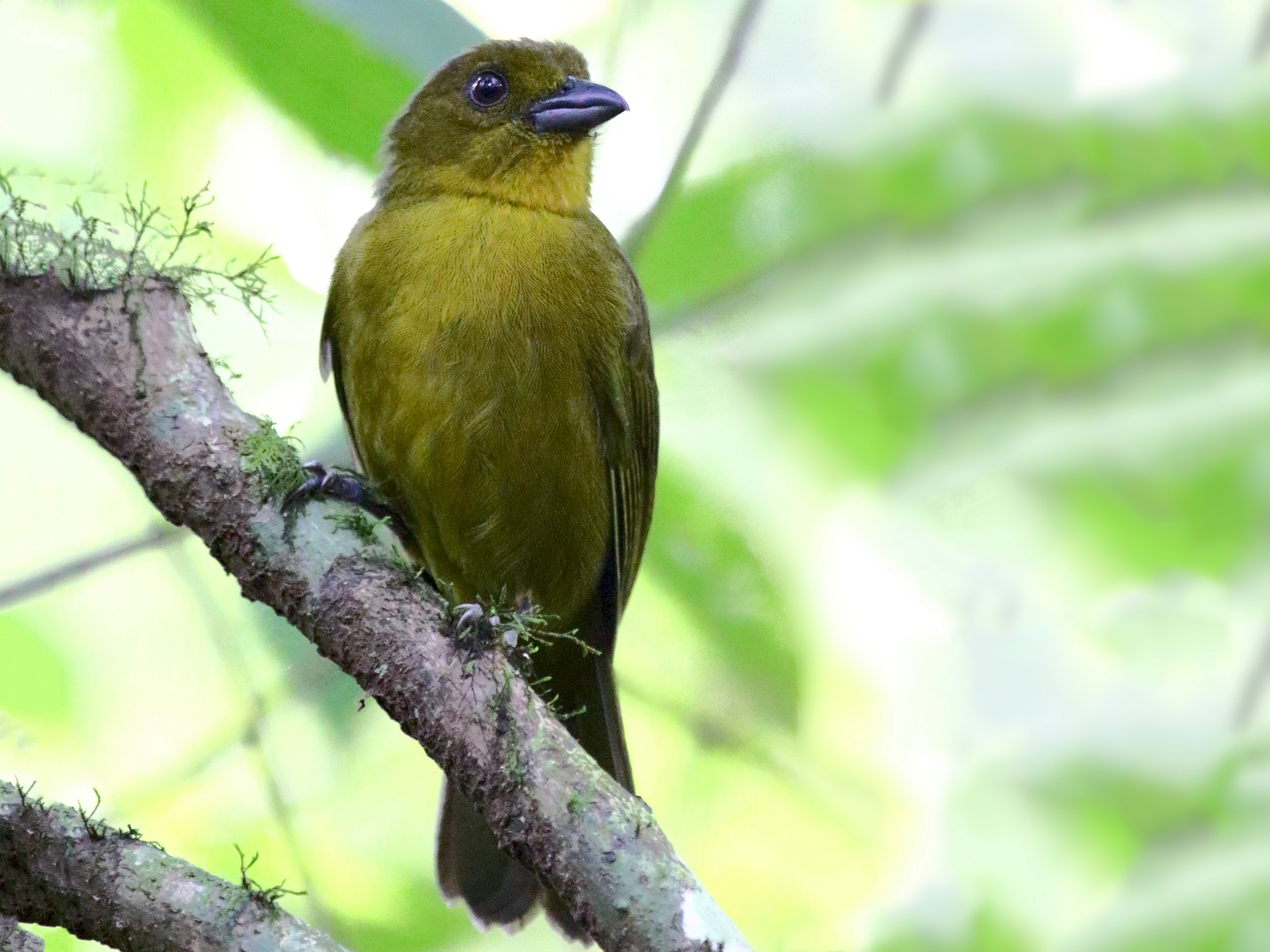 Carmiol's Tanager - eBird