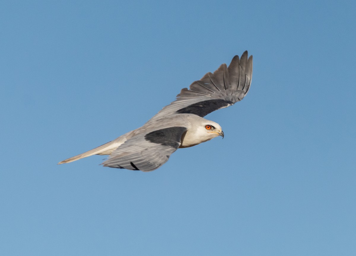 White-tailed Kite - Ivann Romero