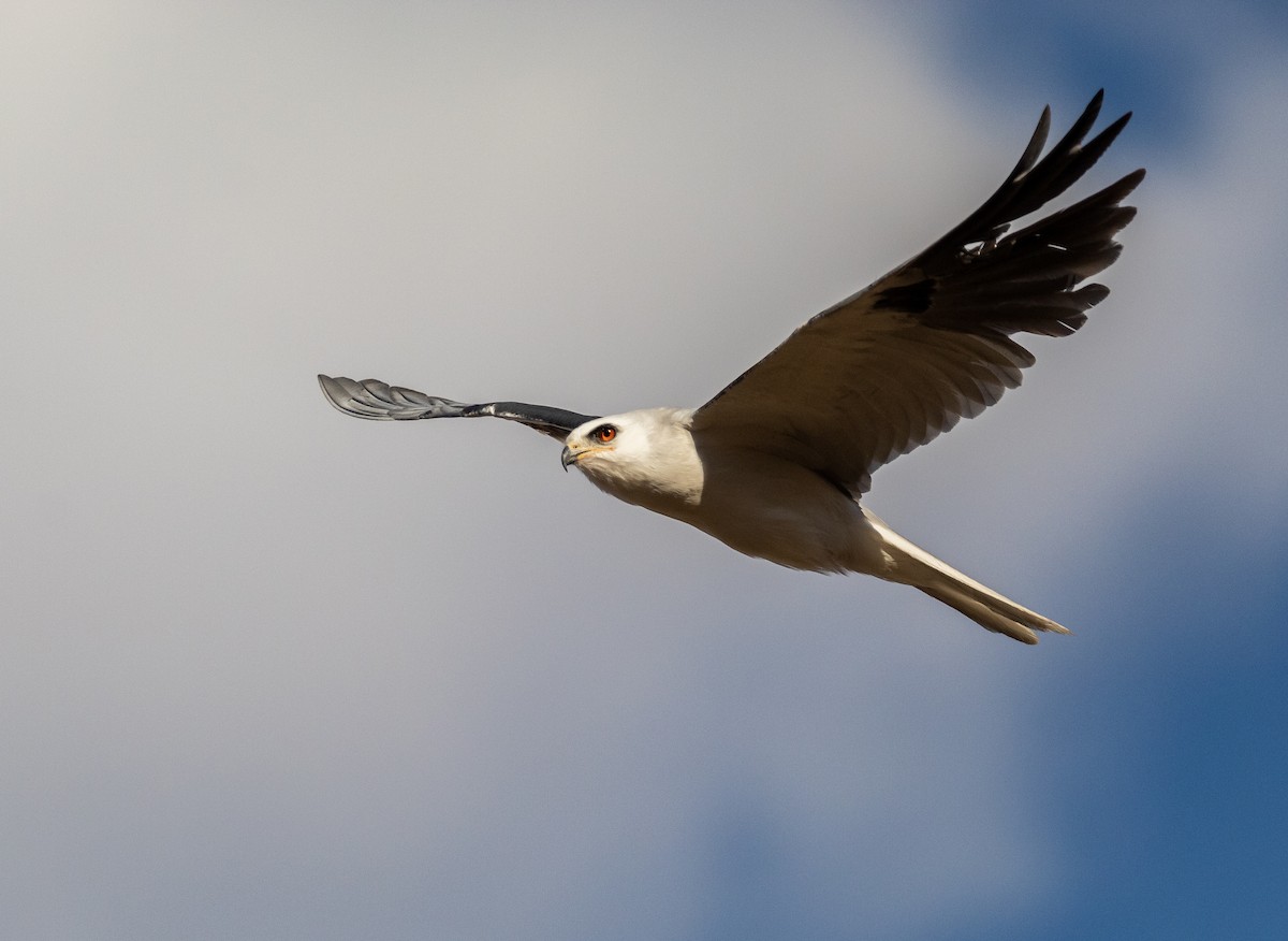 White-tailed Kite - Ivann Romero