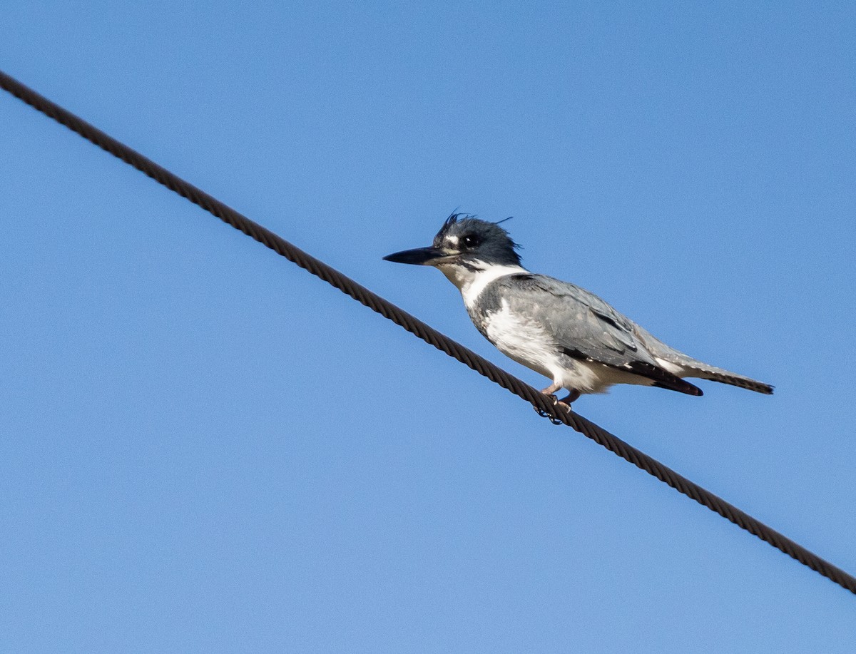Belted Kingfisher - ML413009061