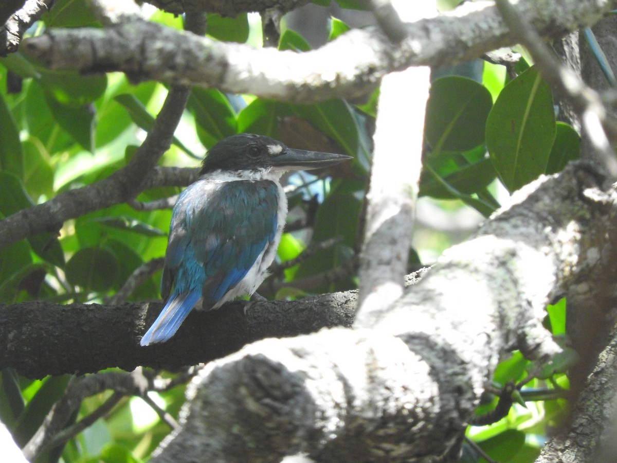 Torresian Kingfisher - ML413010391