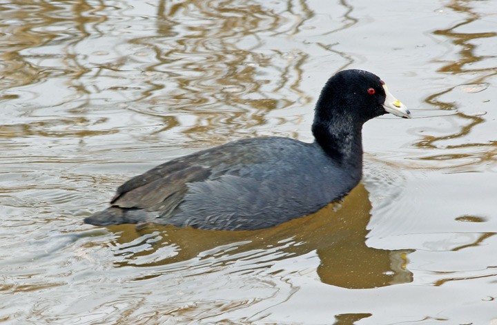 American Coot (Red-shielded) - ML41301061