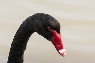 Black Swan, ML413011031