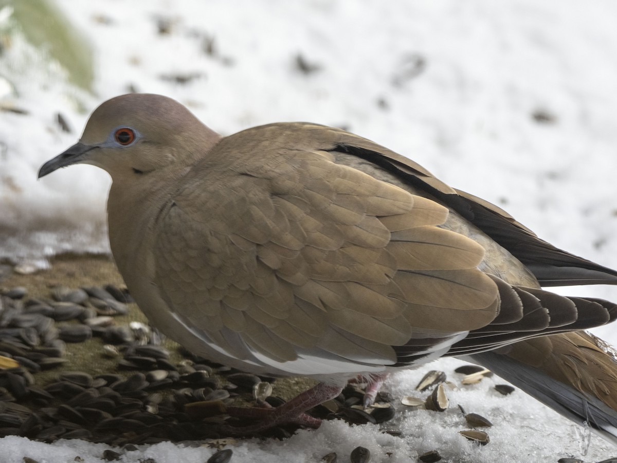 White-winged Dove - ML413020341
