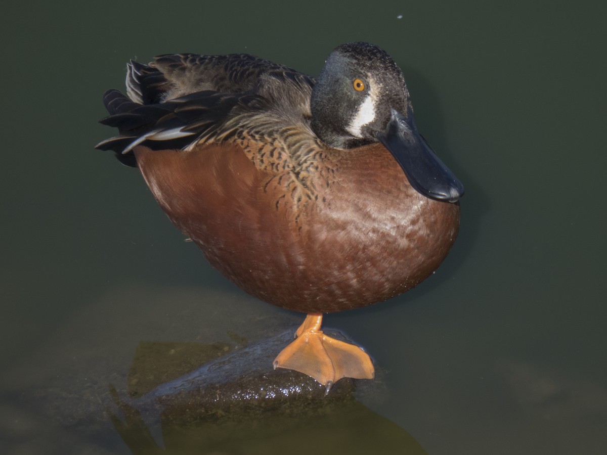 Cinnamon Teal x Northern Shoveler (hybrid) - Glenn Kincaid