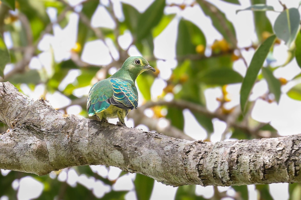 Rose-crowned Fruit-Dove - ML413021791